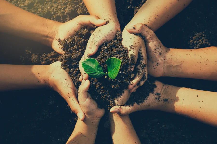 Affordable Landscaper